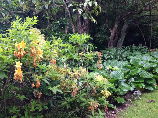 Large leaved Chatham Island Forget-me-nots at Te Kainga Marire