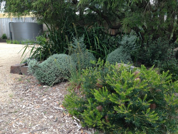 Lush green in the native garden at Woodcote