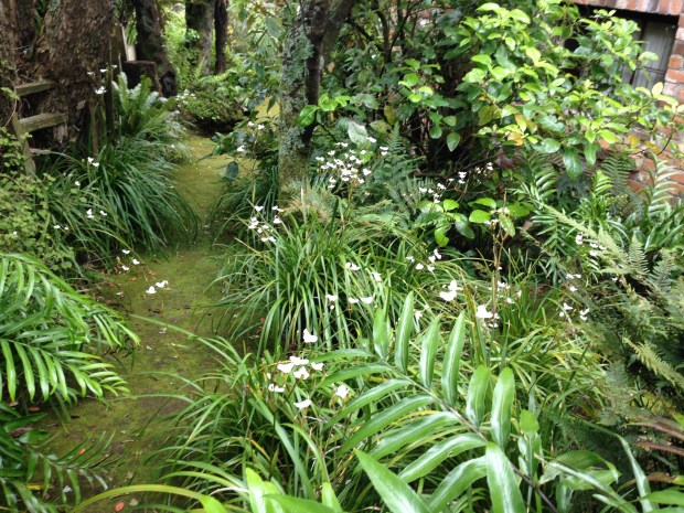 Mossy plantway through Te Kainga Marire