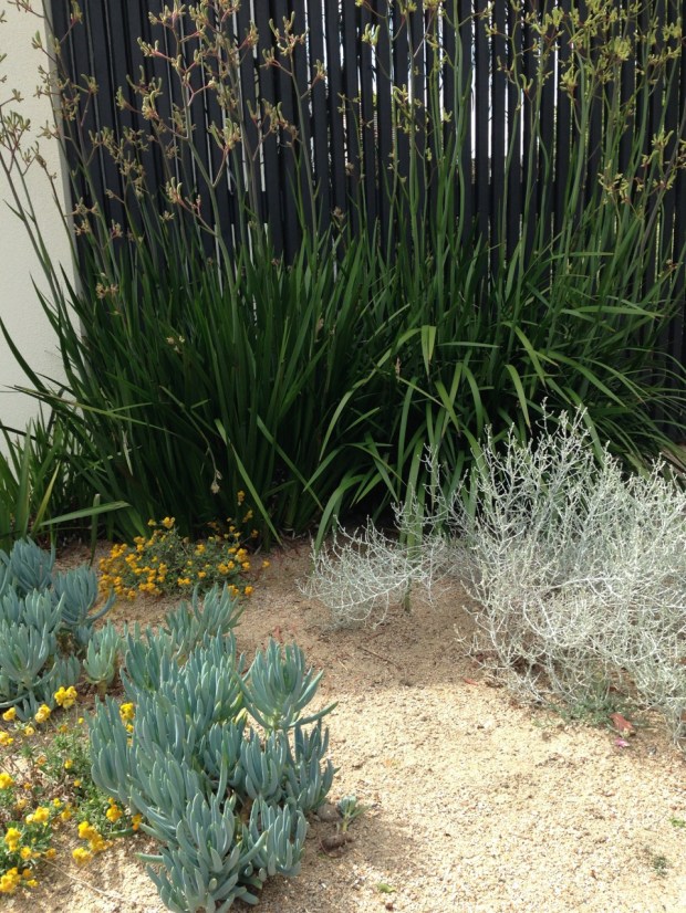 Natives and succulents at Cameron Paterson's Toorak garden