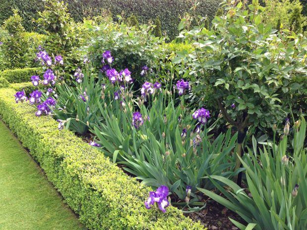 Neat Buxus beds with bearded Iris and roses