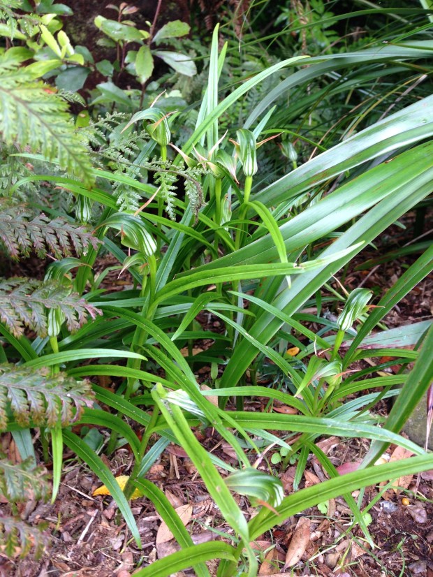 Nodding orchids at Te Kainga Marire