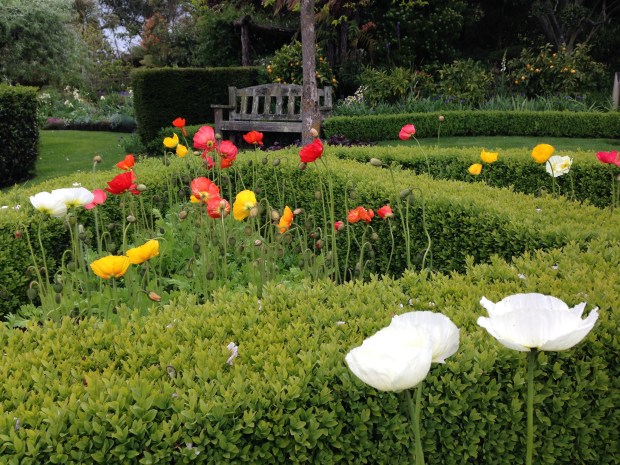 Poppy parterre garden at Puketarata