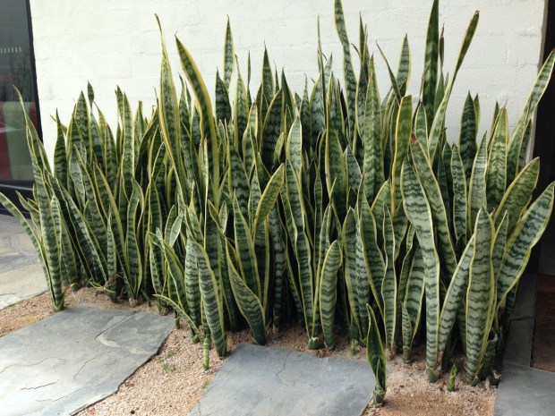 Sansevieria (Mother in law's tongue) look great on mass