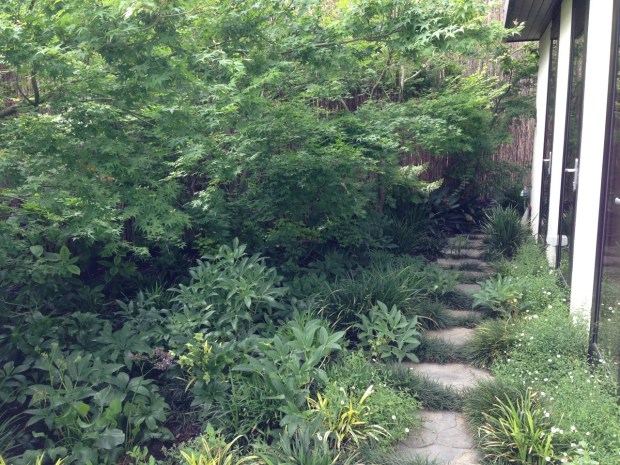 Shady woodland garden in Melbourne