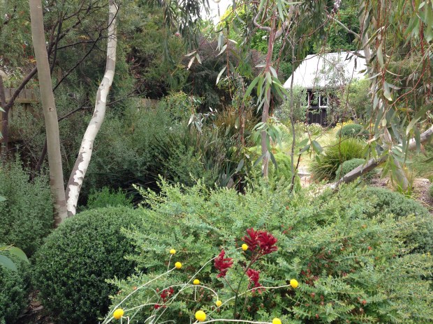 Stunning native garden at Woodcote