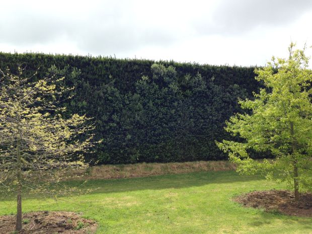 Tapestry hedge at Gravetye Garden