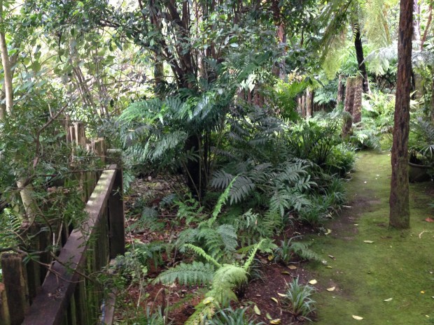 Tree fern grove at Te Kainga Marire