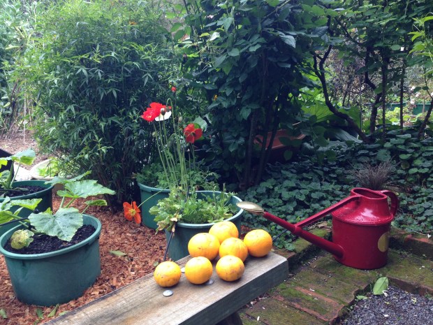 Vegetable garden at Te Kainga Marire