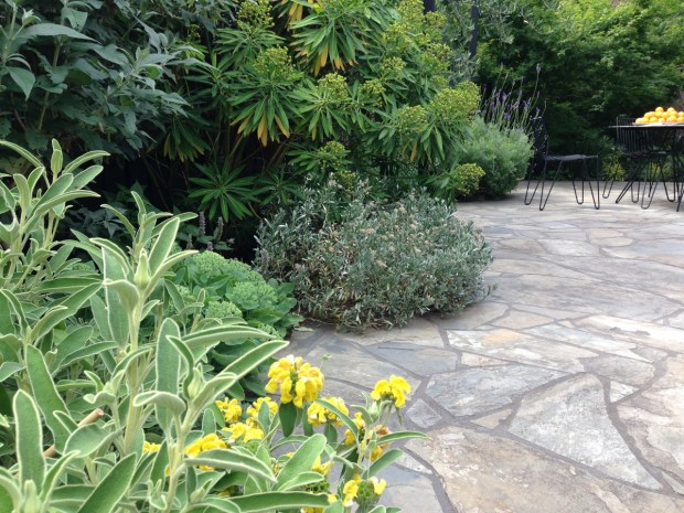 Yellow and purple Mediterranean garden