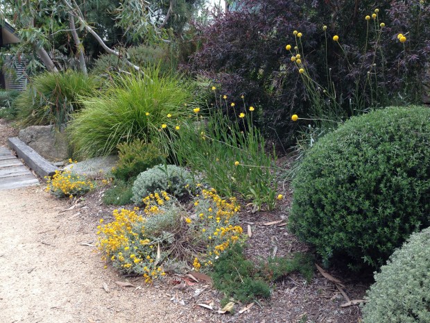 Yellow native border at Sandra McMahon's 'Woodcote'