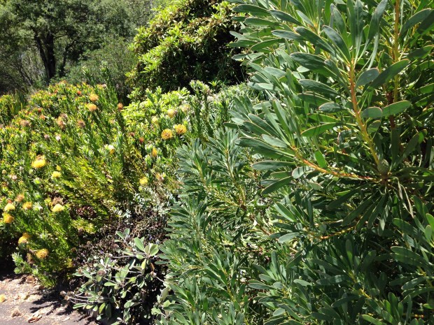 Australian native colours and textures at Mount Tomah Botanic Garden