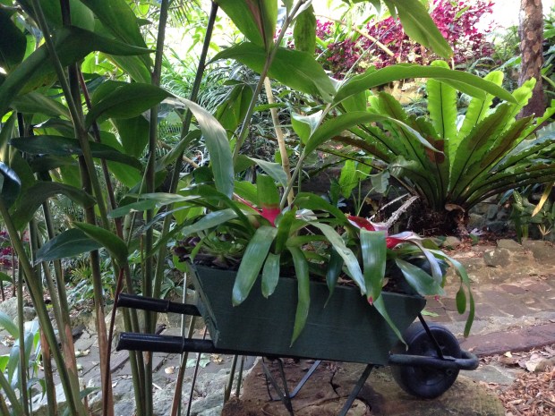 Bromeliads in a mini wheelbarrow at Wendy's Secret Garden