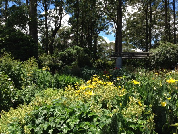 Clearing in the Eucalptus forest for the Formal Garden at Mount Tomah Botanic Garden