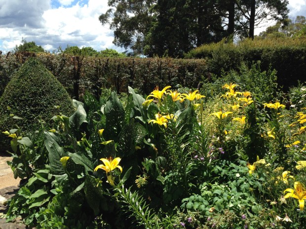 Contrast of clipped topiary and soft herbaceous plants at Mount Tomah Botanic Garden