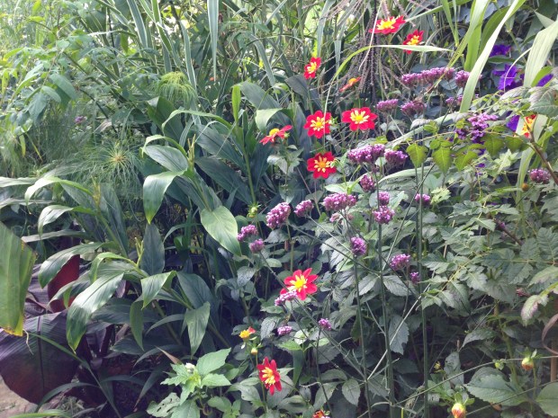 Dahlias and Verbena bonariensis at Great Dixter Exotic Garden