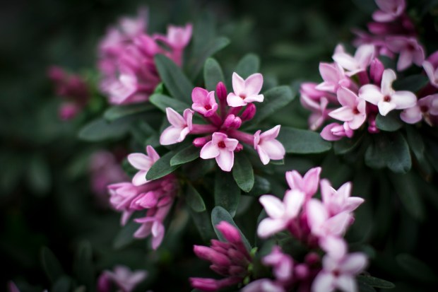 Daphne 'Spring Pink Eternal Fragrance'