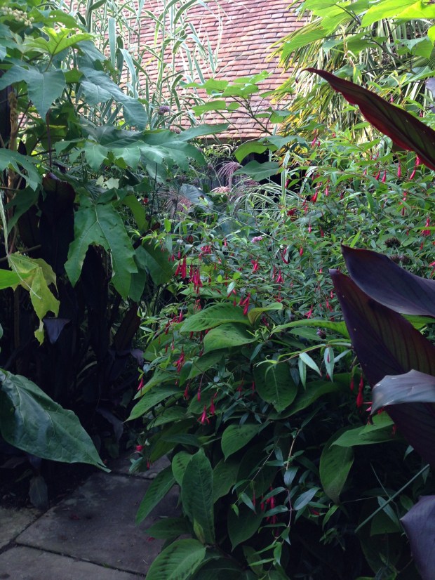 Dark leaved Canna offsets this Fuchsia beautifully at Great Dixter Exotic Garden