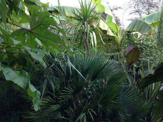Foliage textures at Great Dixter Exotic Garden