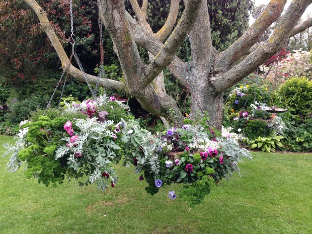Hanging baskets at Oakley Garden, Hawera