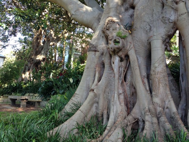 Large Moreton Bay fig at Wendy's Secret Garden