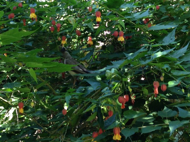 Native mynah bird feeding on Abutilon megapotanicum at Wendy's Secret Garden