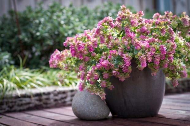 Origanum 'Bellissimo'