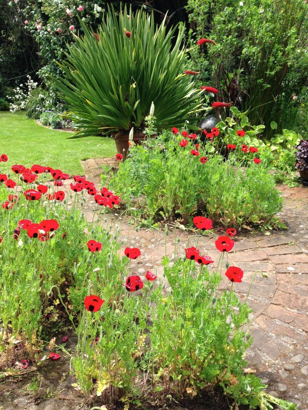 Poppies and Xeronema callistemon