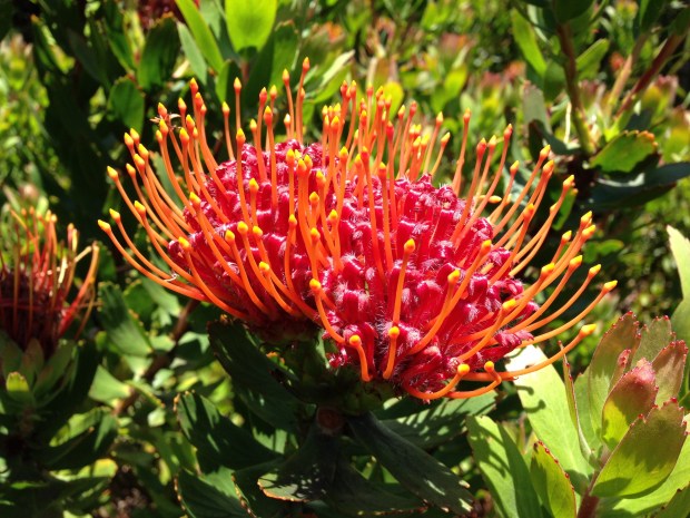 Red waratah (Telopea) at Mount Tomah Botanic Garden