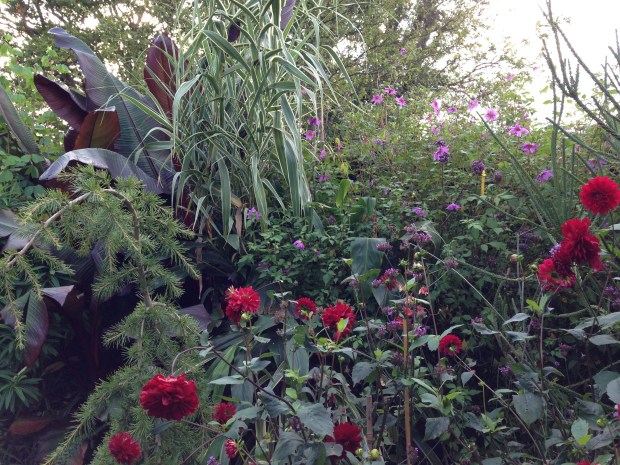 Rich colours at Great Dixter Exotic Garden