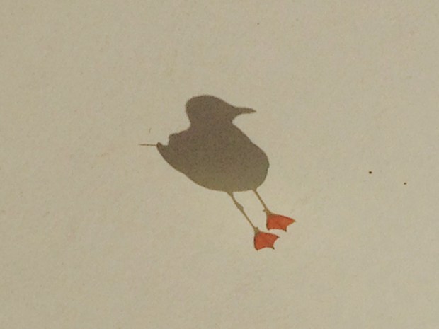 Seagull at Church Point. Janna Schreier-2