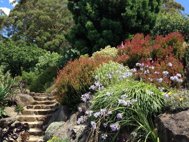 Strong colours in the African section of Mount Tomah Botanic Garden