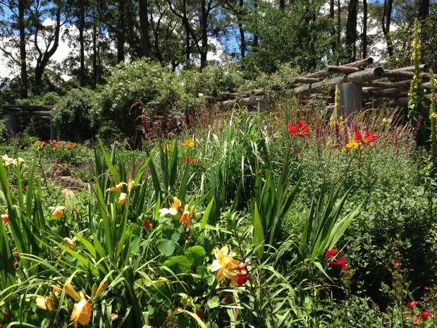 Stunning herbaceous plantings at the Formal Garden in Mount Tomah Botanic Garden