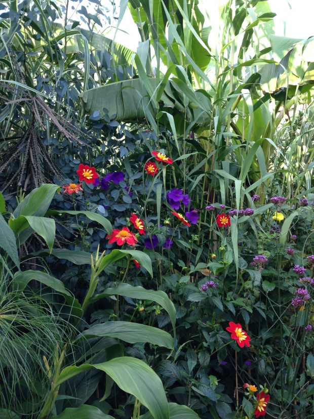Sugar cane and Pseudopanax find a place in the Exotic Garden at Great Dixter