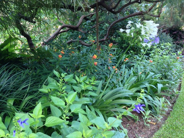 Sun-loving plants at Wendy Whiteley's Secret Garden