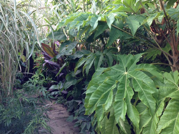 Tetrapanax in the Exotic Garden at Great Dixter
