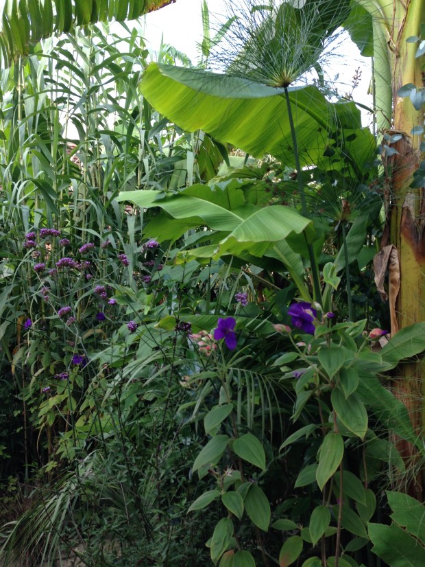 Tibouchina, Verbena and Ensete at Great Dixter Exotic Garden