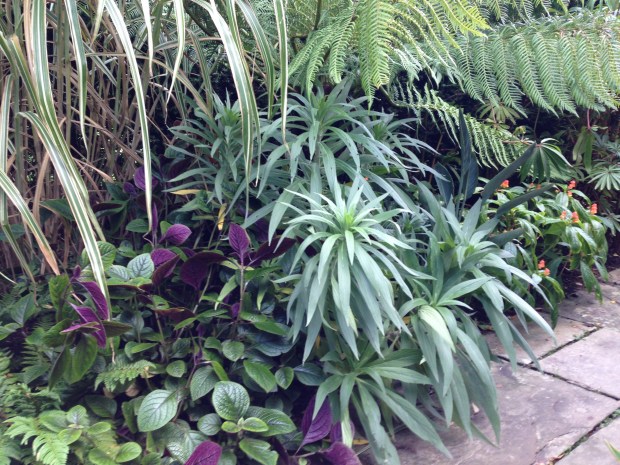 Vibrant Plectranthus and Dicksonia tree fern at Great Dixter Exotic Garden