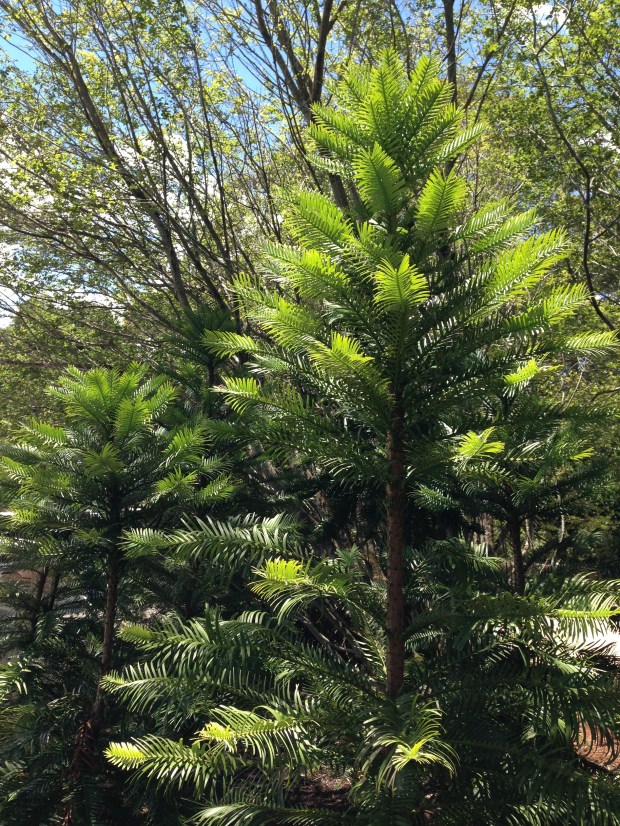 Wollemi pines at Mount Tomah Botanic Garden