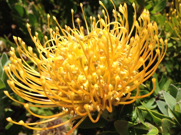 Yellow Waratah (Telopea) at Mount Tomah Botanic Garden
