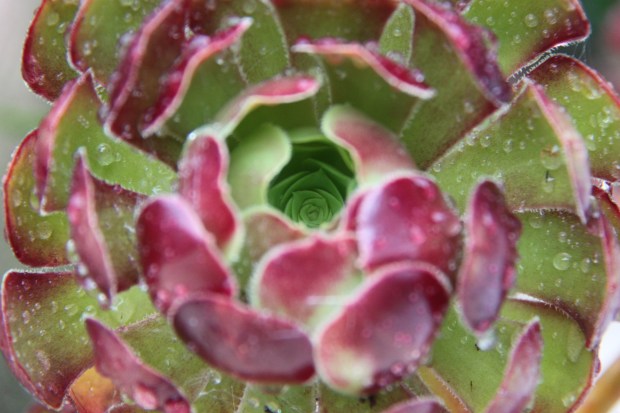 Aeonium centre perfectly dry in the rain