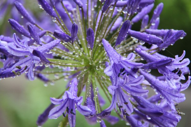Agapanthus 'Guilfoyle' in the rain