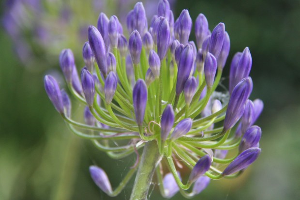 Agapanthus