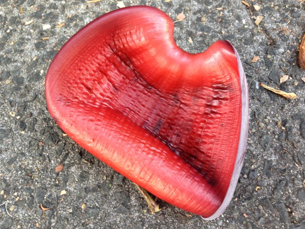 Banana flower debris at Cremorne Point. Janna Schreier