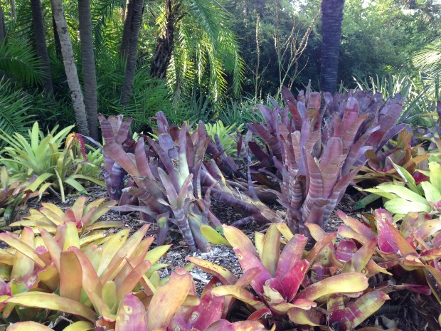 Brightly coloured Bromeliads at the Melbourne Botanic Gardens. Janna Schreier