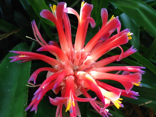 Bromeliad in flower. Janna Schreier