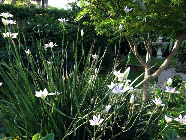 Dietes flowers float above the foliage like little butterflies