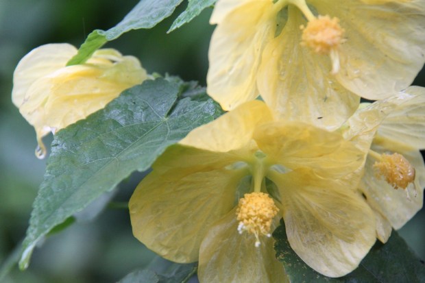 Droplet of water held on Abutilon flower