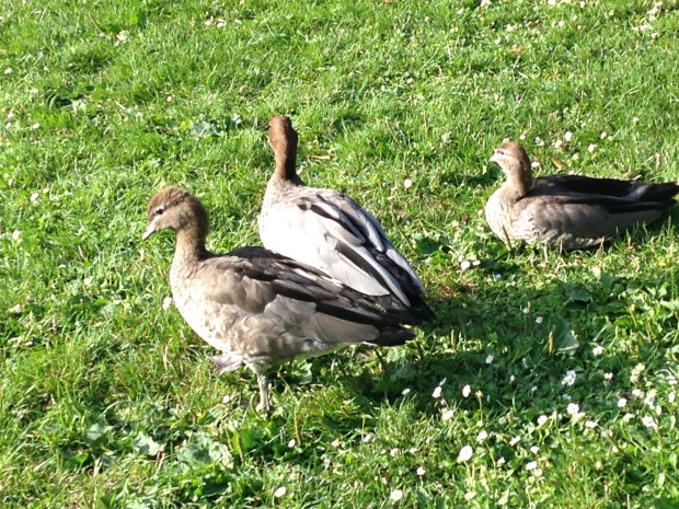 Ducks at the Melbourne Botanic Garden. Janna Schreier