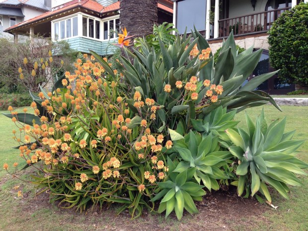 Flowering Aloe and Agave at Cremorne Point. Janna Schreier